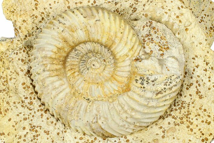 Jurassic Ammonite (Parkinsonia) Fossil - Calvados, France #367905